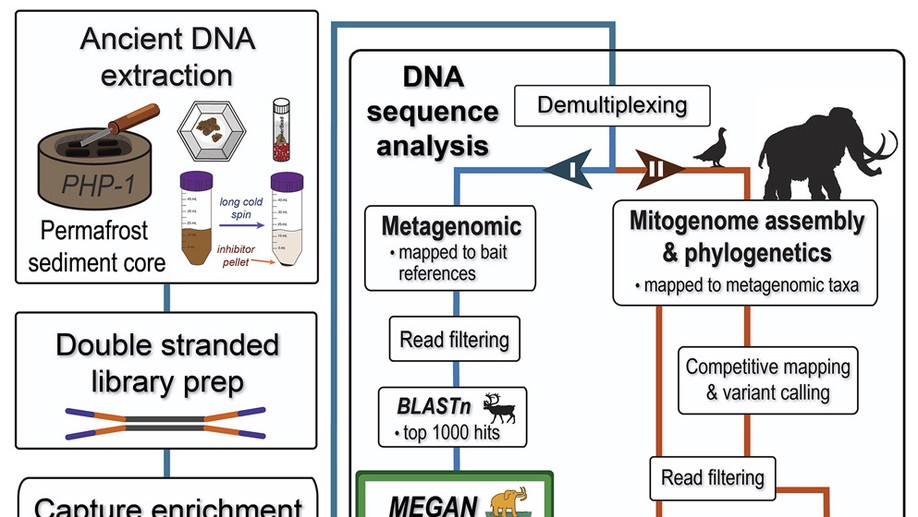 Pleistocene mitogenomes reconstructed from the environmental DNA of permafrost sediments